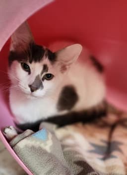 Kitten  Ferris image 4