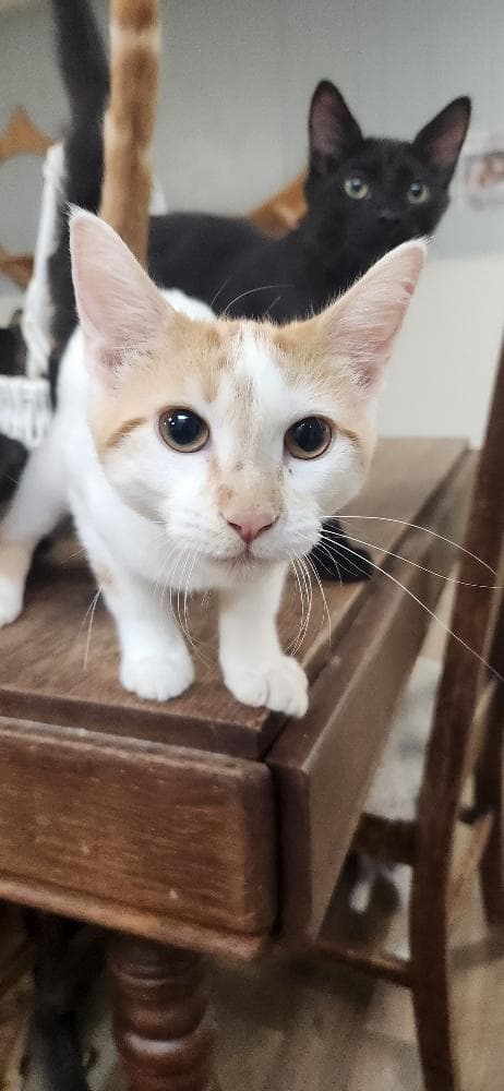 Kitten  Strudel - Domestic Short Hair