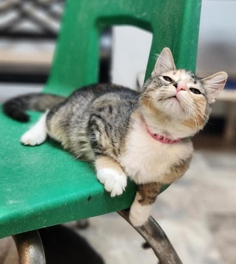 Kitten  Summer - Calico