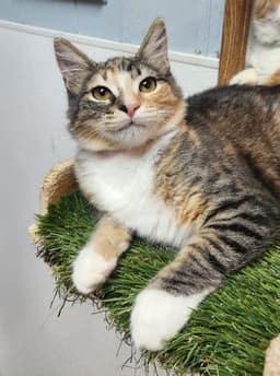 Kitten  Summer image 2