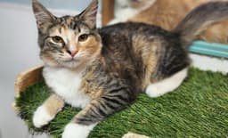 Kitten  Summer image 4
