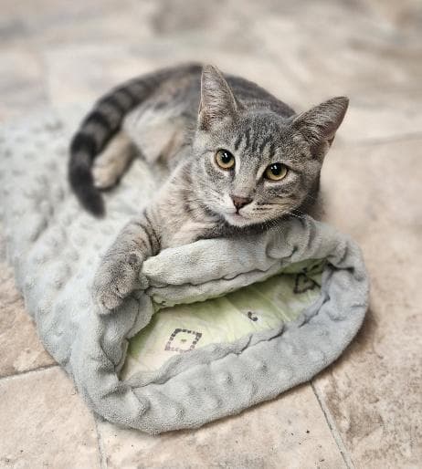 Kitten - Domestic Short Hair