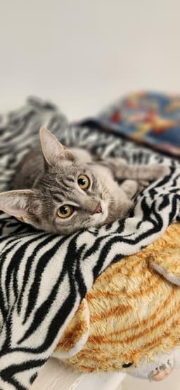 Kitten image 2