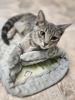 Kitten image 3