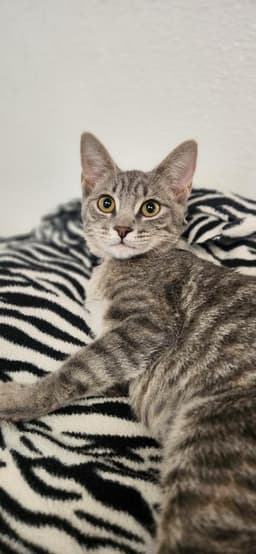 Kitten image 4