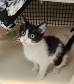 Kitten  Bonnie image 4