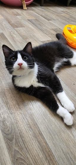Kitten  Sylvester image 1