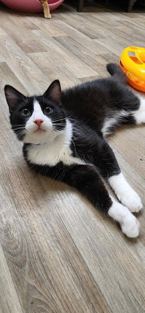 Kitten  Sylvester