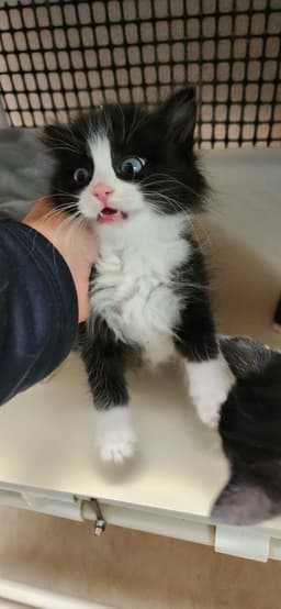 Kitten  Sylvester image 3