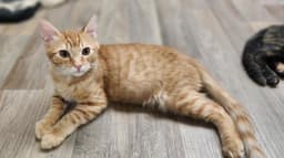 Kitten  Woody image 1