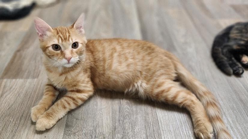 Kitten  Woody - Tabby