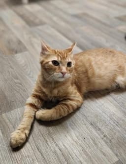 Kitten  Woody image 2