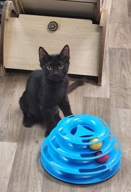 Kitten  Buzz image 1
