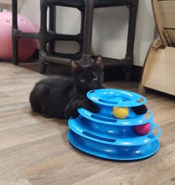 Kitten  Buzz image 2