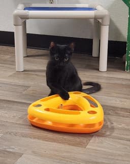Kitten  Buzz image 3