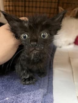 Kitten  Buzz image 4