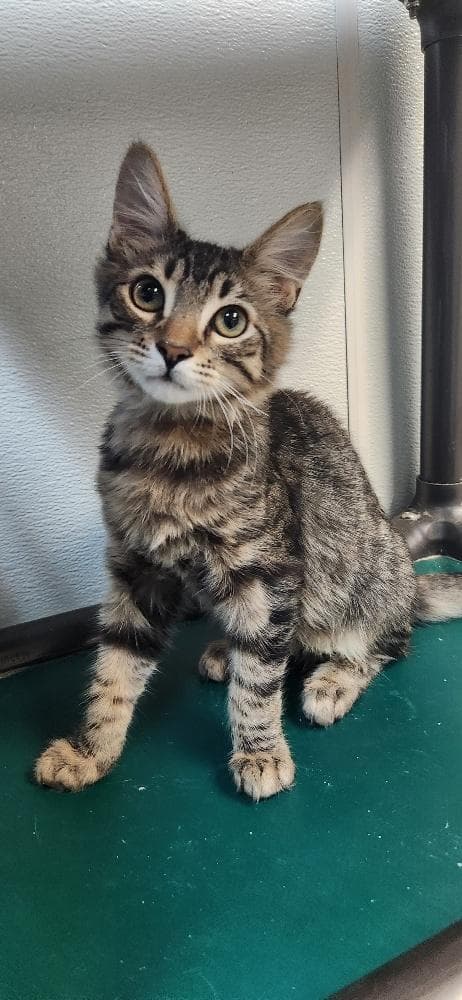 Kitten  Tostada - Domestic Medium Hair