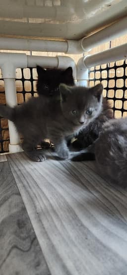 Kitten  Stu Pickles image 4