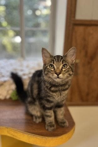 Kitten  Dill Pickles - Domestic Long Hair