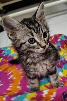 Kitten  Dill Pickles image 4
