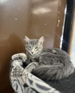 Kitten  Tommy image 1