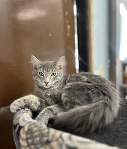 Kitten  Tommy image 2