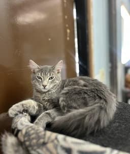 Kitten  Tommy image 3