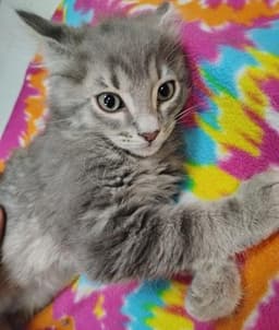Kitten  Tommy image 4