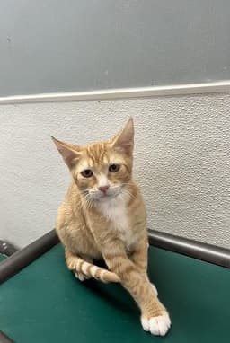 Kitten  Chuckie image 1