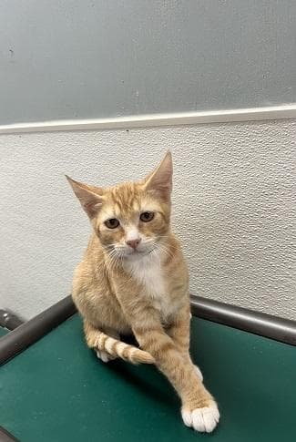 Kitten  Chuckie - Tabby
