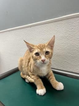 Kitten  Chuckie image 2