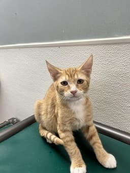 Kitten  Chuckie image 3