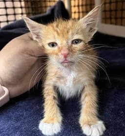 Kitten  Chuckie image 4