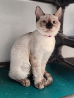 Kitten  Amara image 1