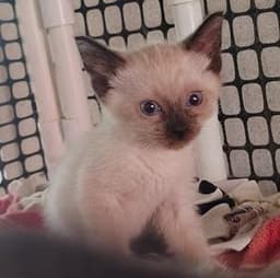 Kitten  Amara image 3