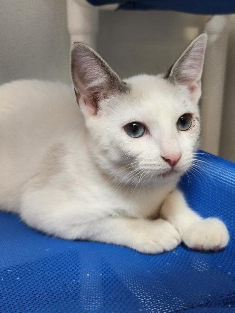 Kitten  Jessie - Siamese
