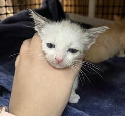 Kitten  Jessie image 3