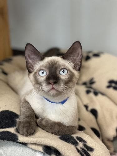 Kitten  Toast - Siamese