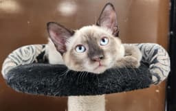 Kitten  Toast image 2