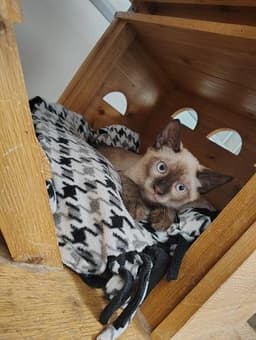 Kitten  Toast image 3
