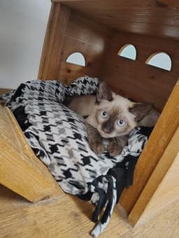 Kitten  Toast image 4