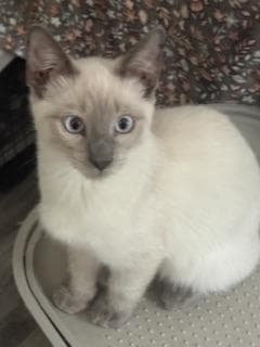 Maverick - Siamese