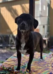 Little Black Dog - Terrier