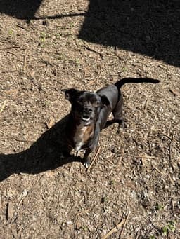 Little Black Dog image 3
