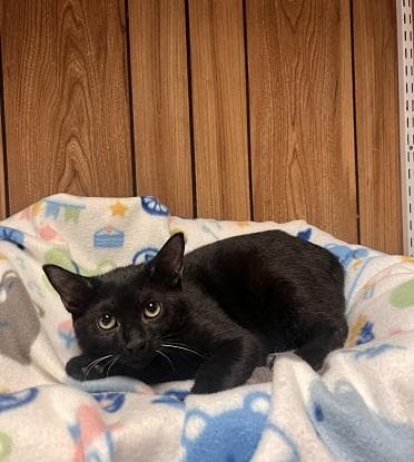 Kitten  Turbo - Domestic Short Hair