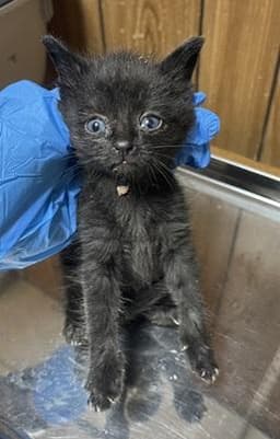 Kitten  Turbo image 3