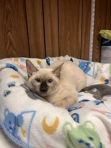 Kitten  Malibu Barbie - Siamese