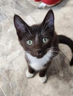 Kitten  Hershey image 2