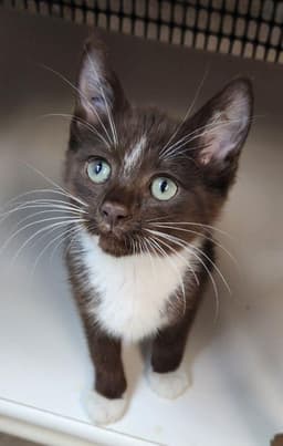 Kitten  Hershey image 4