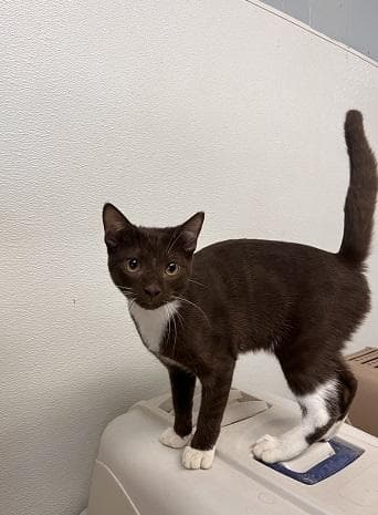 Kitten  Reeses - Burmese